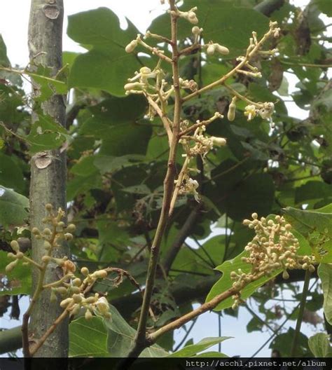 梧桐樹花|梧桐｜亞泥生態園區官方網站植物生態－花蓮生態復